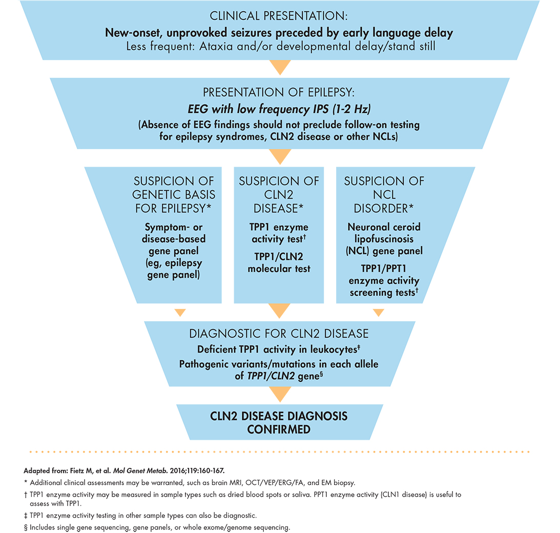 CLN2 disease diagnostic algorithm