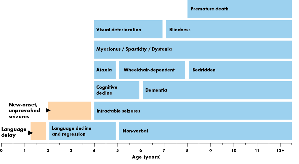 Age ranges depicted are averages for the classic late-infantile phenotype. Atypical phenotypes of CLN2 disease can vary in age of onset, rate of progression and disease manifestation.