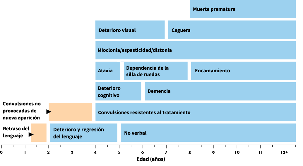 Se representan los rangos de edad promedio para el fenotipo tardío-infantil clásico. Los fenotipos atípicos de la CLN2 pueden diferir en la edad de inicio, tasa de progresión y manifestación de la enfermedad.