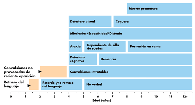 Los intervalos de edad representados son promedios para el fenotipo clásico infantil tardío. Los fenotipos atípicos de la enfermedad CLN2 pueden variar en cuanto a la edad de inicio, la tasa de progresión y la manifestación de la enfermedad.