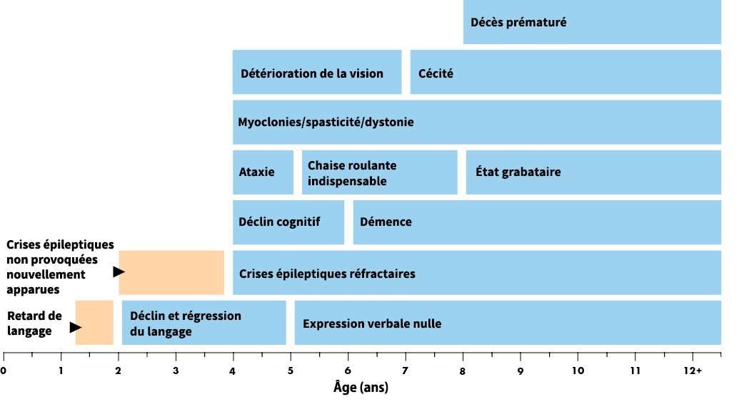 Les tranches d'âge indiquées sont des moyennes pour le phénotype infantile tardif classique. Pour les phénotypes atypiques de la CLN2, l'âge d'apparition, le rythme de progression et les manifestations de la maladie peuvent être variables.