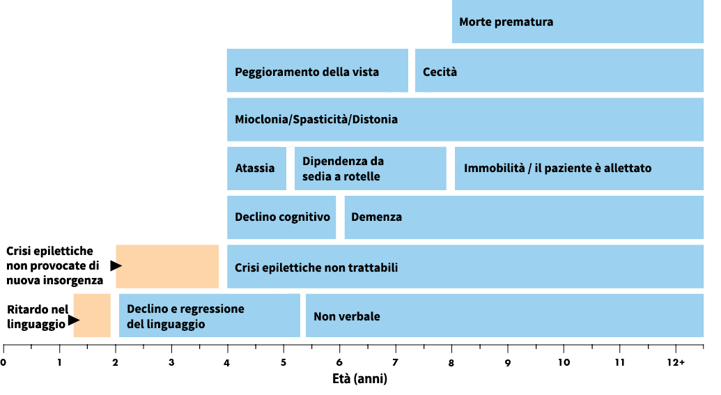 Le fasce di età rappresentate sono valori medi relativi al fenotipo tardo-infantile classico. I fenotipi atipici della CLN2 possono variare per età di insorgenza, rapidità di avanzamento e manifestazione della malattia.