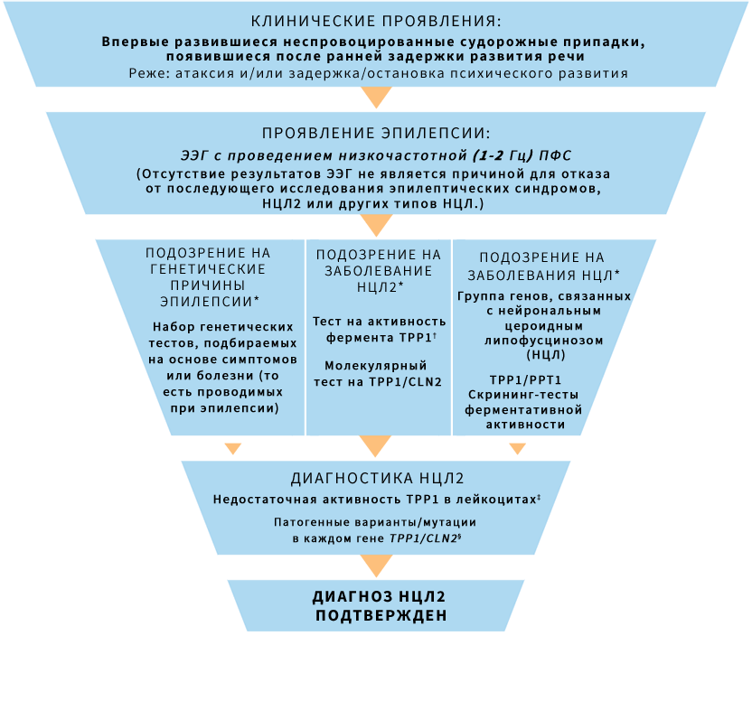 CLN2 disease diagnostic algorithm