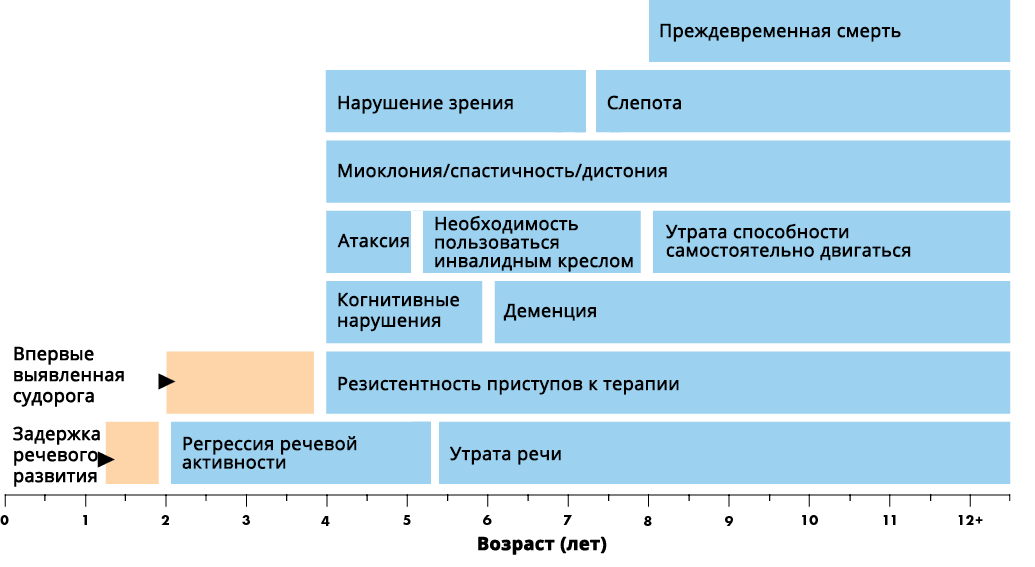 Представлены средние для классического позднего инфантильного фенотипа возрастные диапазоны. Атипичные фенотипы заболевания обладают теми или иными особенностями в зависимости от возраста начала, скорости прогрессирования и клинических проявлений болезни.