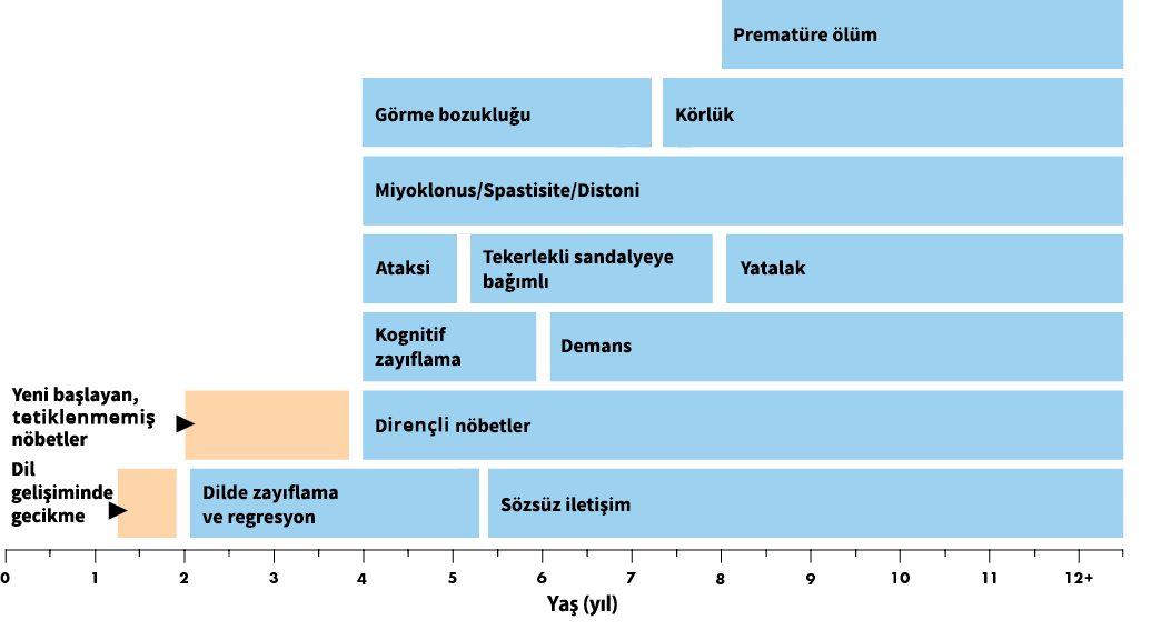 Belirtilen yaş aralıkları, klasik geç infantil fenotipi için ortalamadır. CLN2 hastalığının atipik fenotipleri başlangıç yaşı, progresyon hızı ve hastalık manifestasyonuna göre değişiklik gösterir.